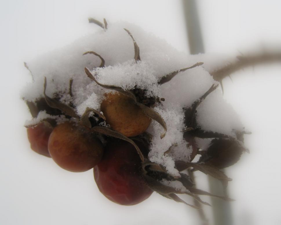 Free Image of Snow Covered Berries Close Up 