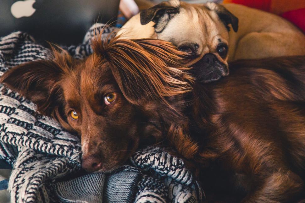 Free Image of Two dogs cuddling on cozy blanket 