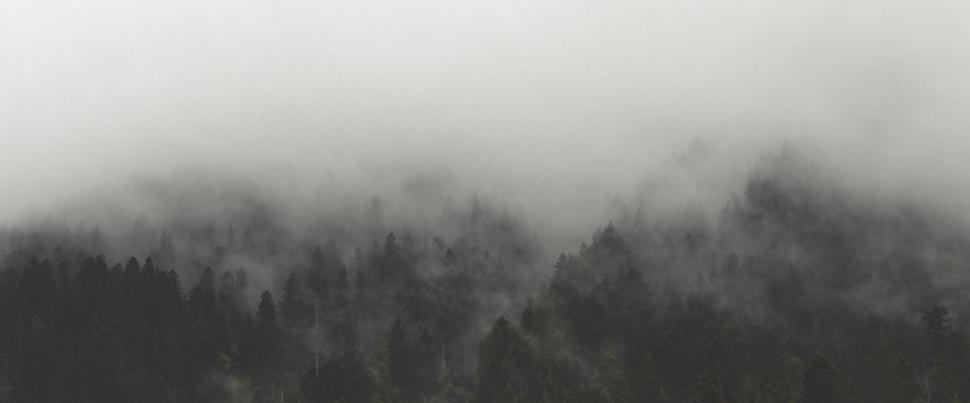 Free Image of Mysterious fog enveloping a coniferous forest 