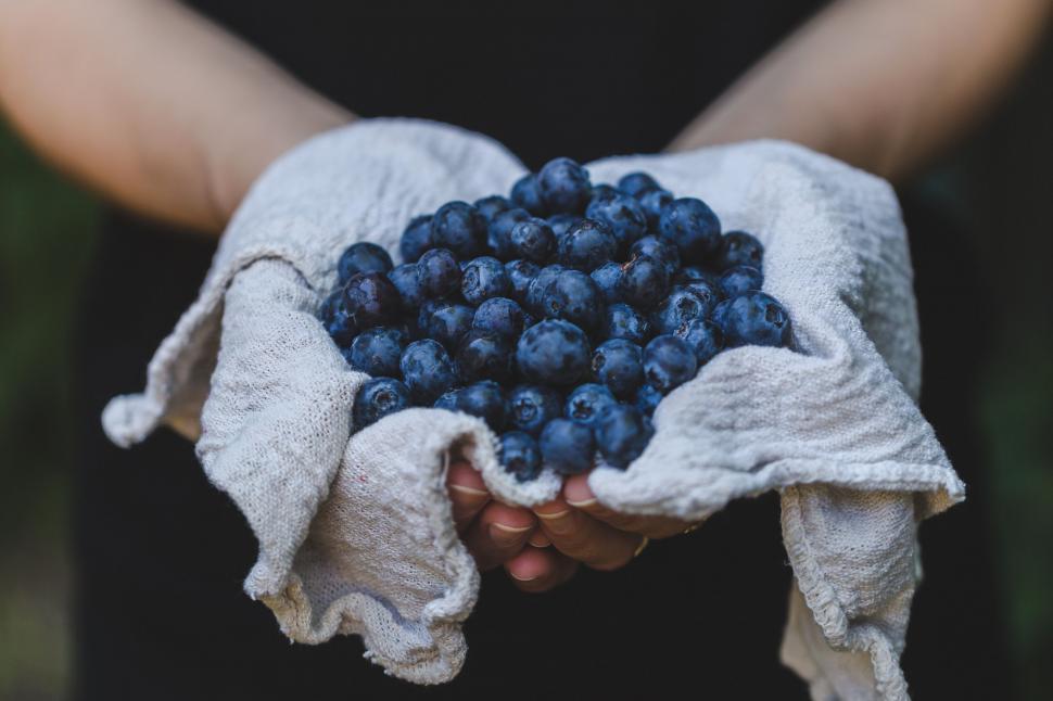 Free Image of Hands holding fresh blueberries in a cloth 