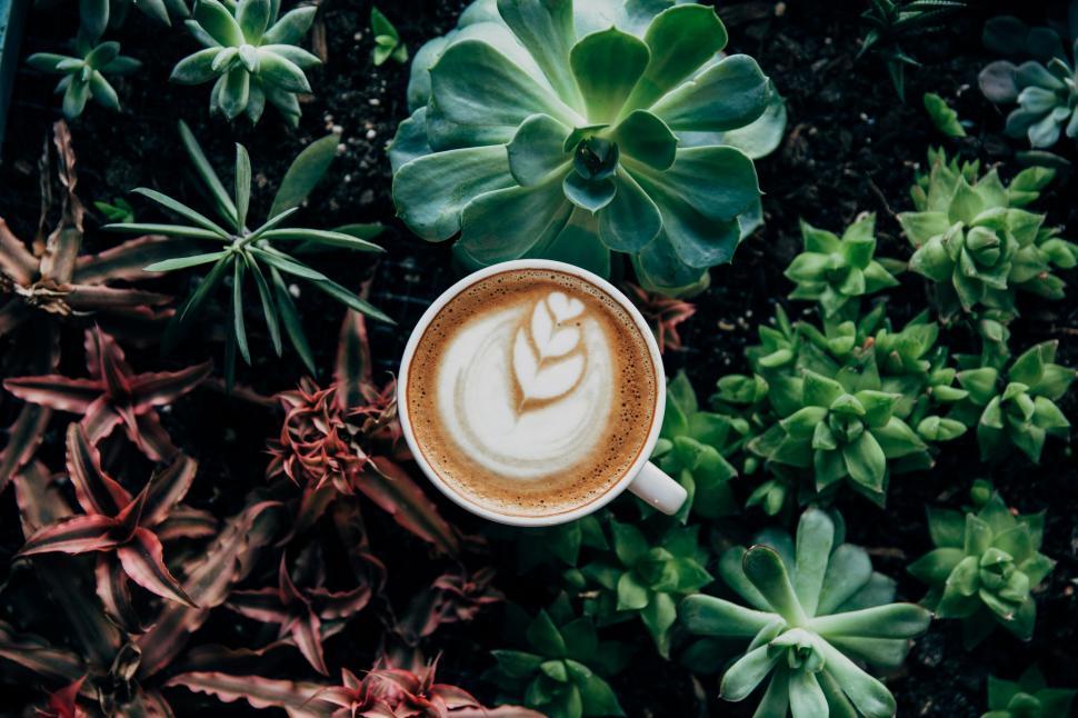 Free Image of Cup of cappuccino in a succulent garden 