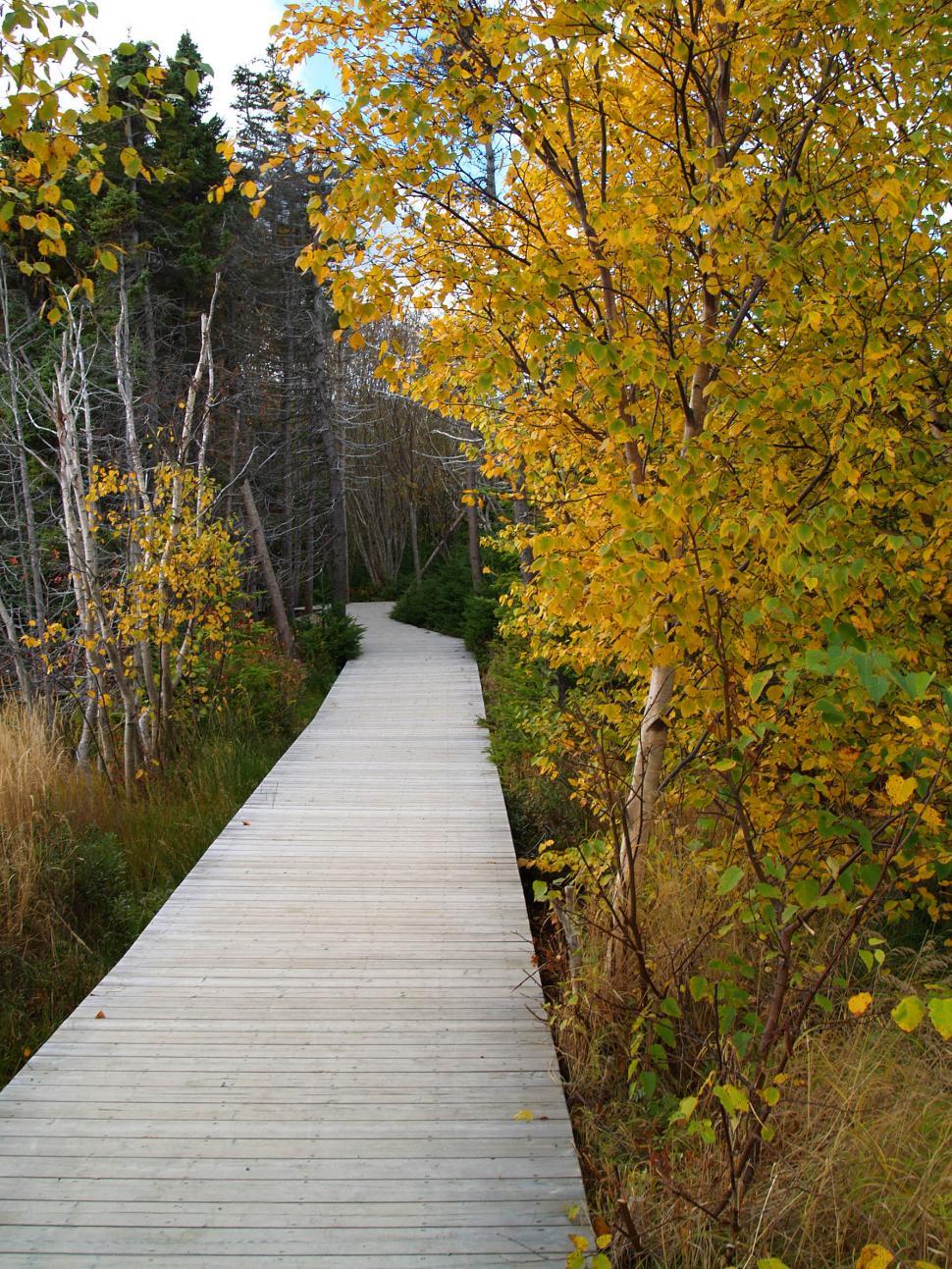 Free Image of Autumn Boardwalk 
