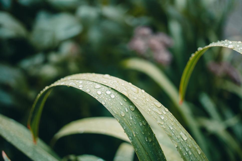 Free Image of Dew drops on green foliage macro shot 