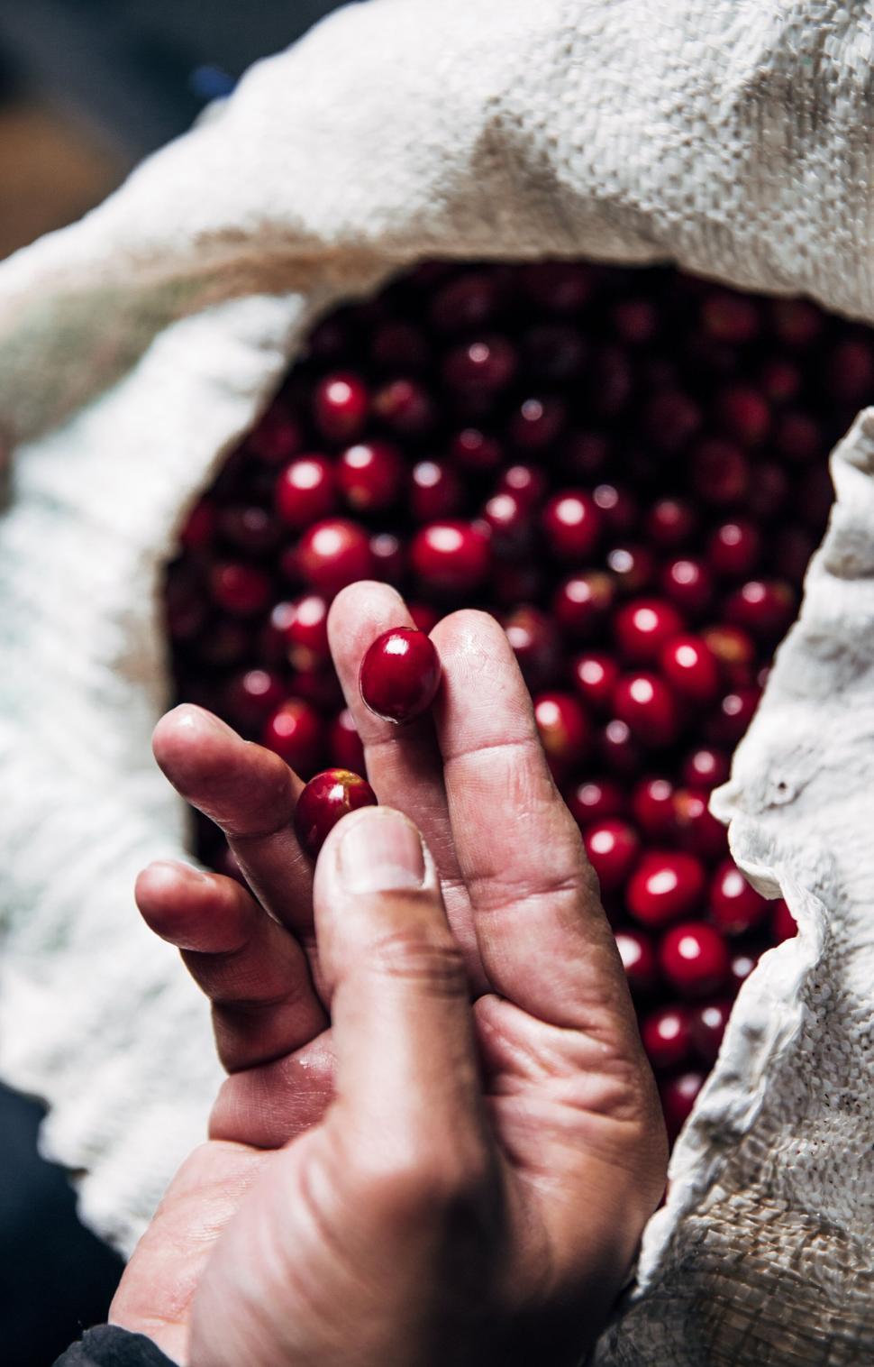 Free Image of Hand picking red coffee beans 