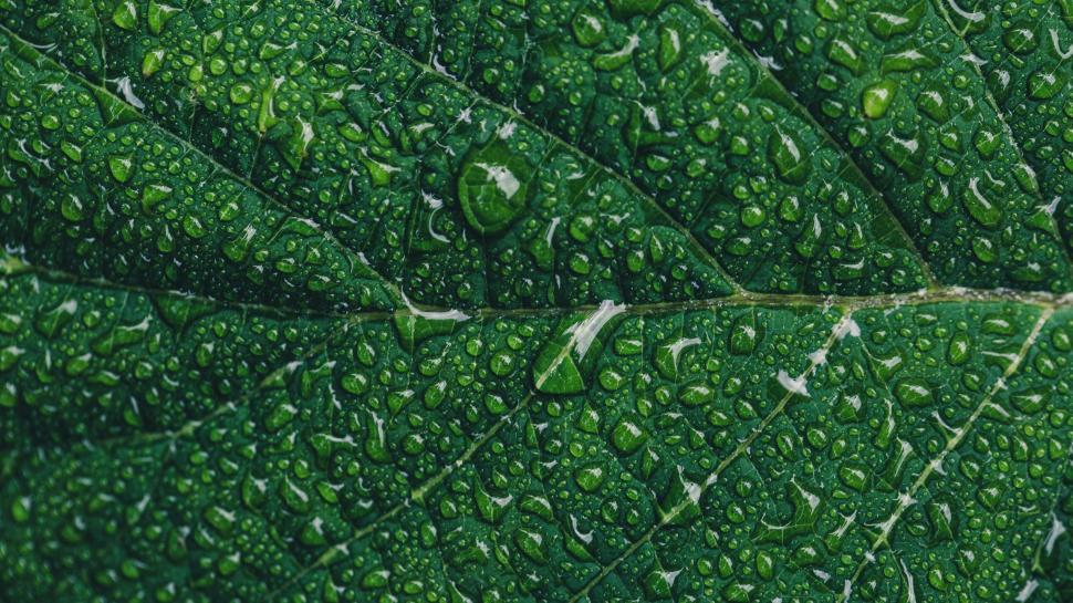 Free Image of Close-up of water droplets on green leaf texture 
