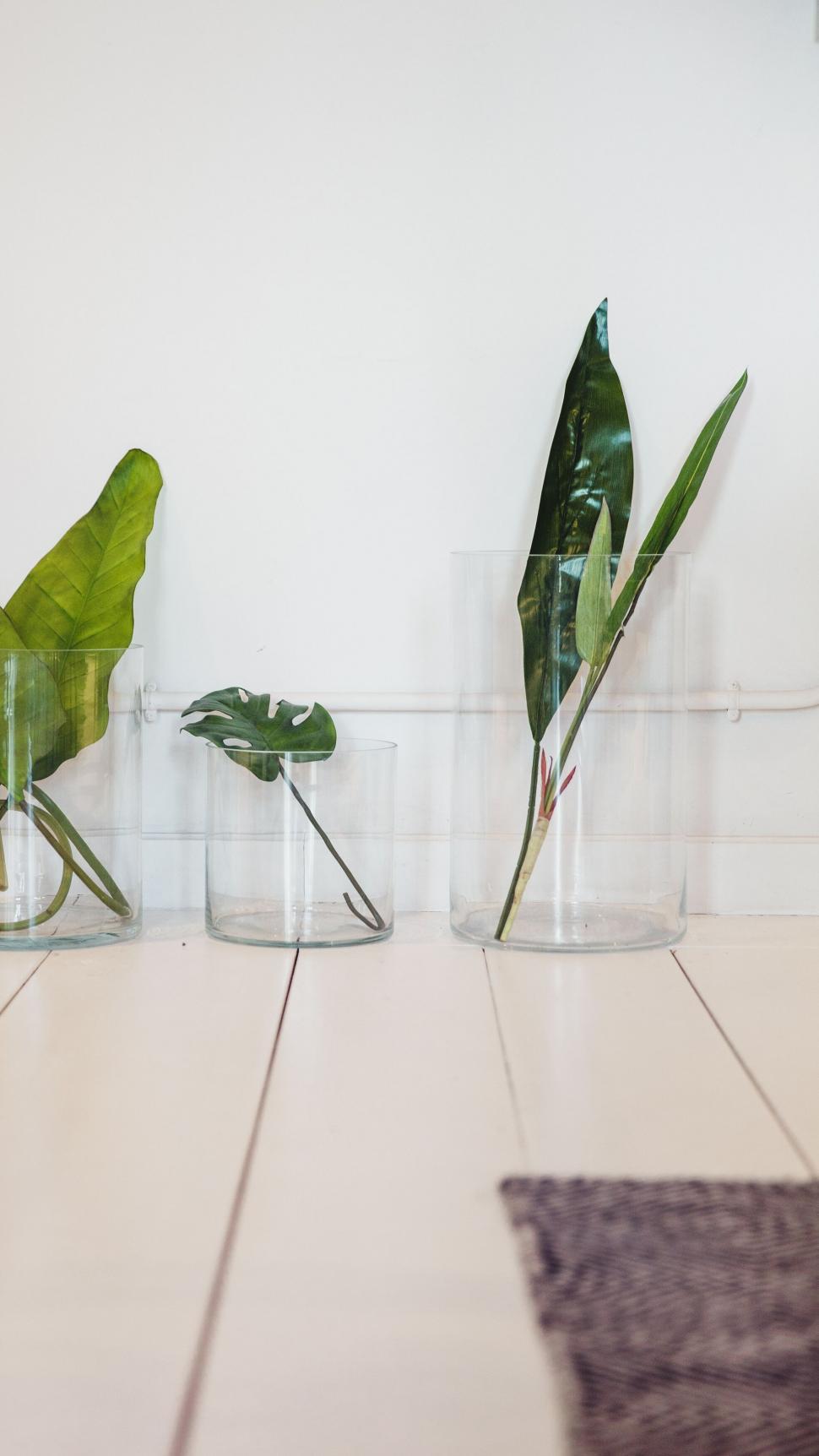 Free Image of Modern leaves in transparent vases on floor 