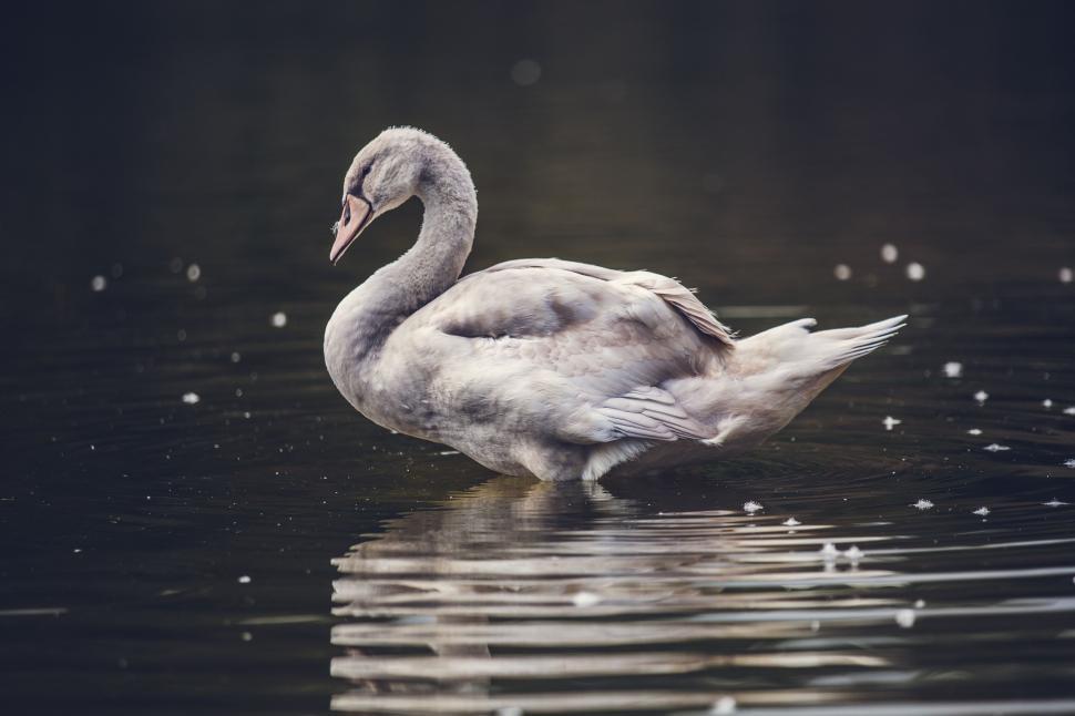 Free Image of Young swan on reflective water surface 