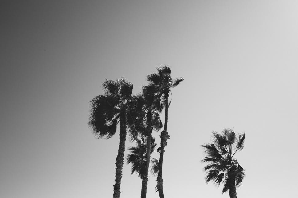 Free Image of Palm trees swaying in moody grayscale tones 