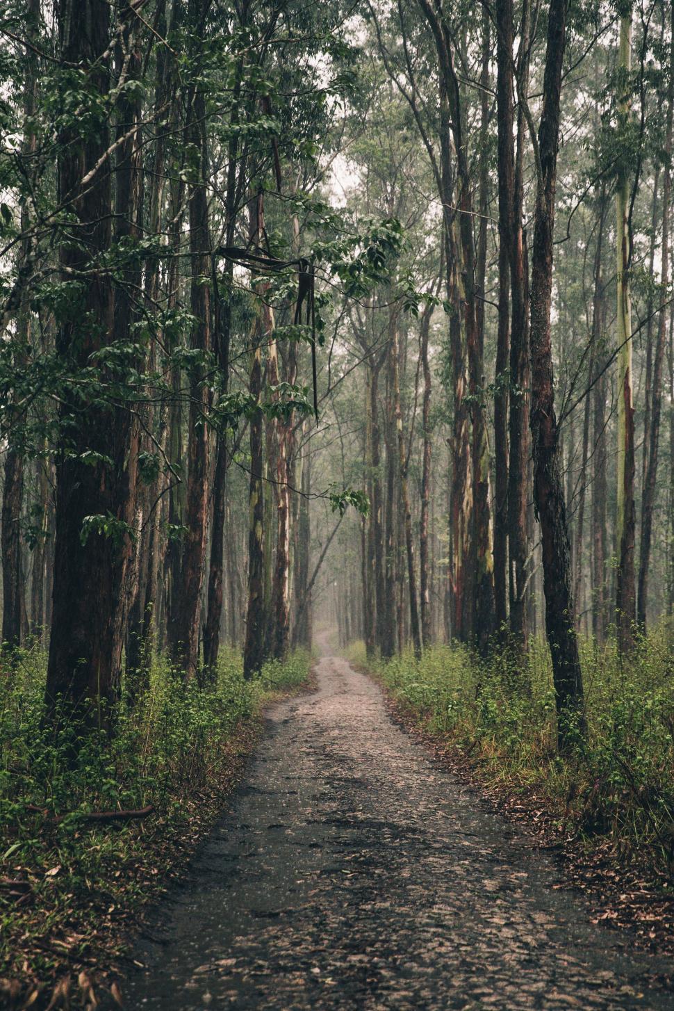 Free Image of Misty forest path in serene woods 