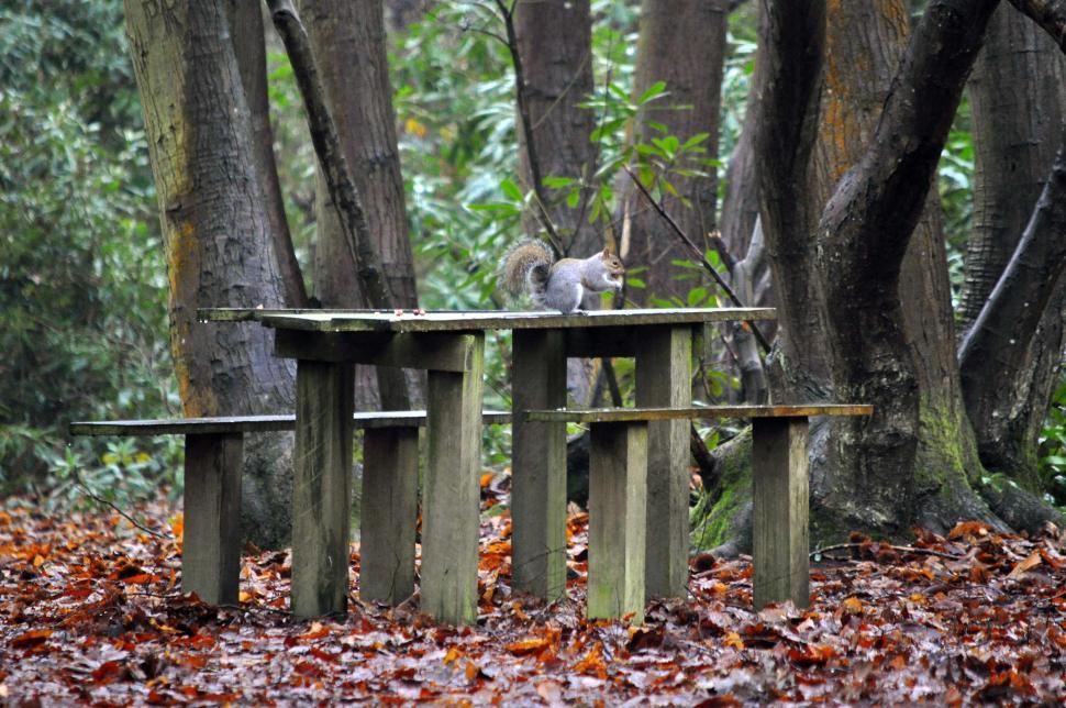 Free Image of Squirrels winter woods picnic 1 