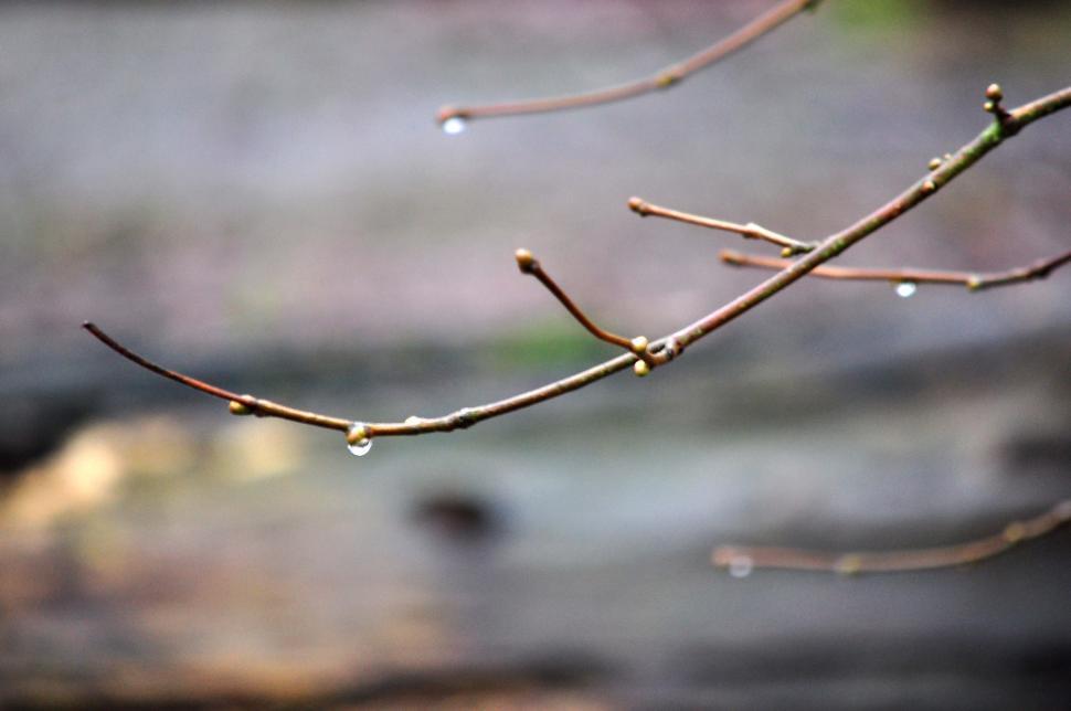 Free Image of Branch of twigs and bud with rain water droplets (soft photo) 