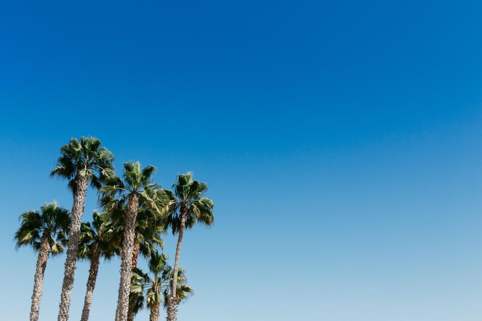 Free Image of Palm trees against a clear blue sky 