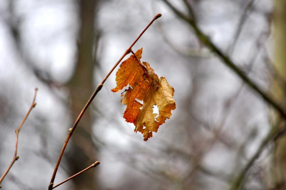 Free Image of Last Autumn leaf on the branch 