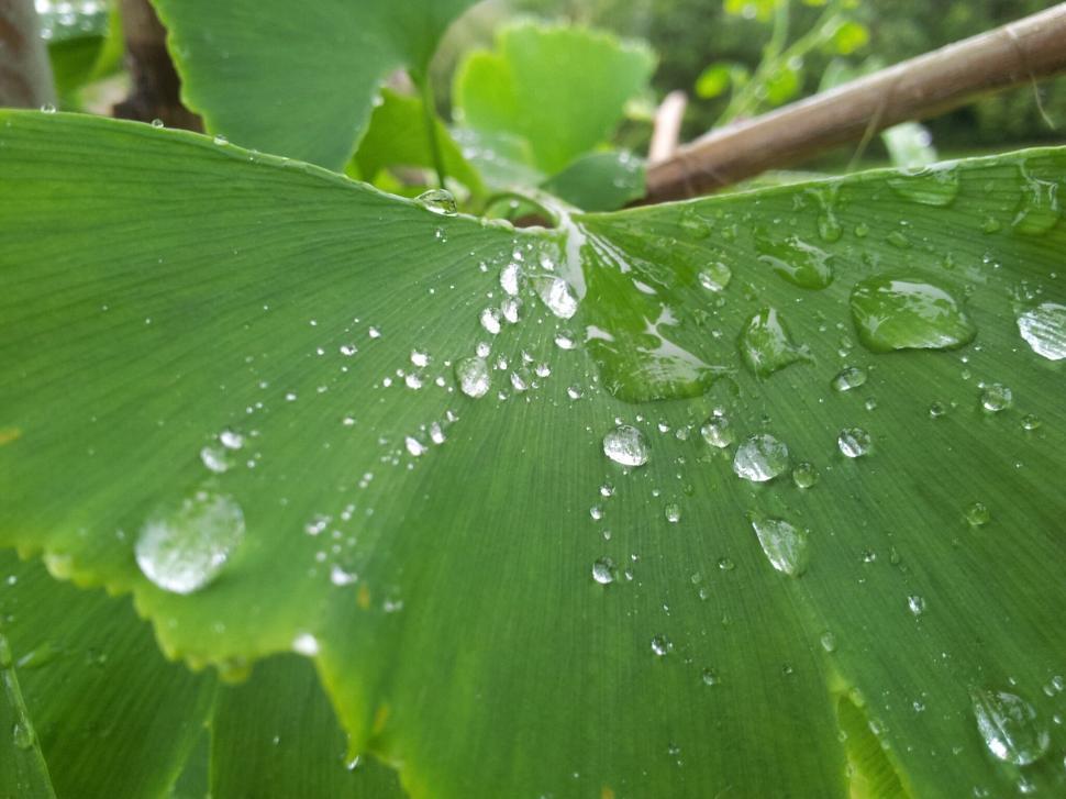 Free Image of Close-up of water droplets on green leaf 