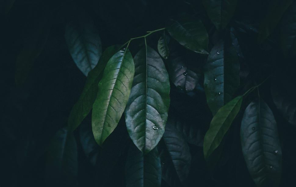 Free Image of Dark and moody close-up of leaves 