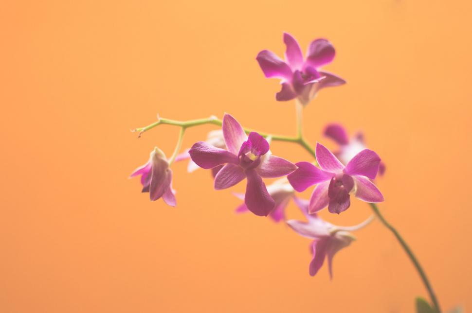 Free Image of Soft pink orchids on vibrant orange background 