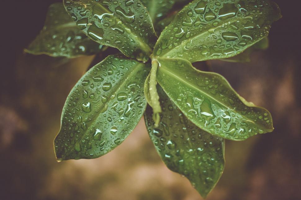Free Image of Lush green leaves with water droplets 