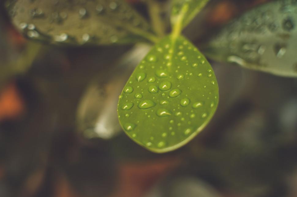 Free Image of Close-up of water droplets on leaf 
