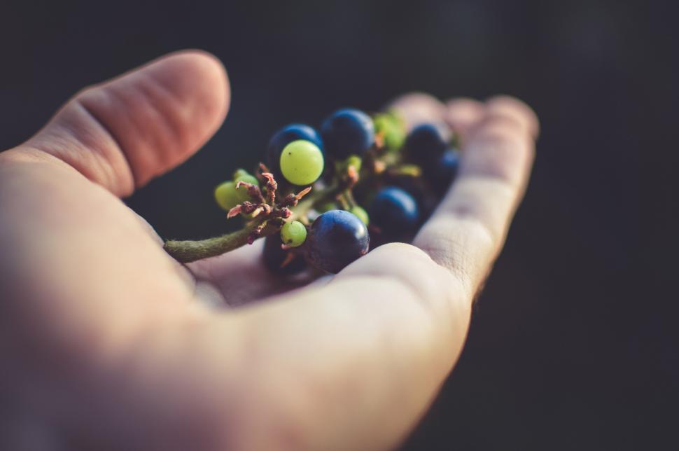 Free Image of Human hand holding a bunch of ripe grapes 