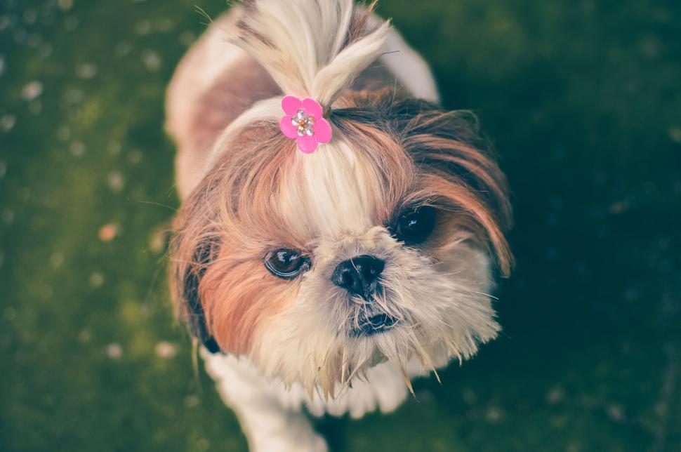 Free Image of Cute Shih Tzu dog with a flower on head 