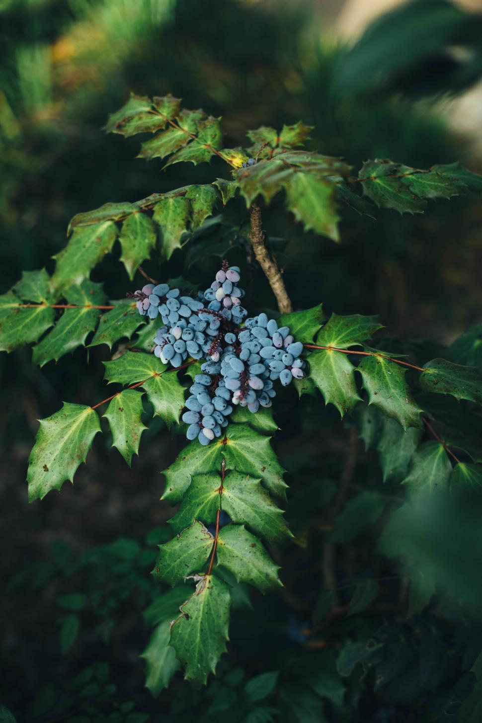 Free Image of Cluster of Berries Amidst Green Leaves 