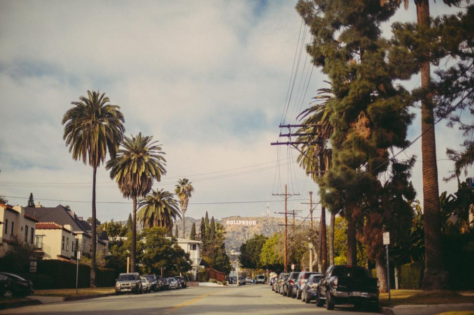 Free Image of Iconic Hollywood sign from a palm-lined street 
