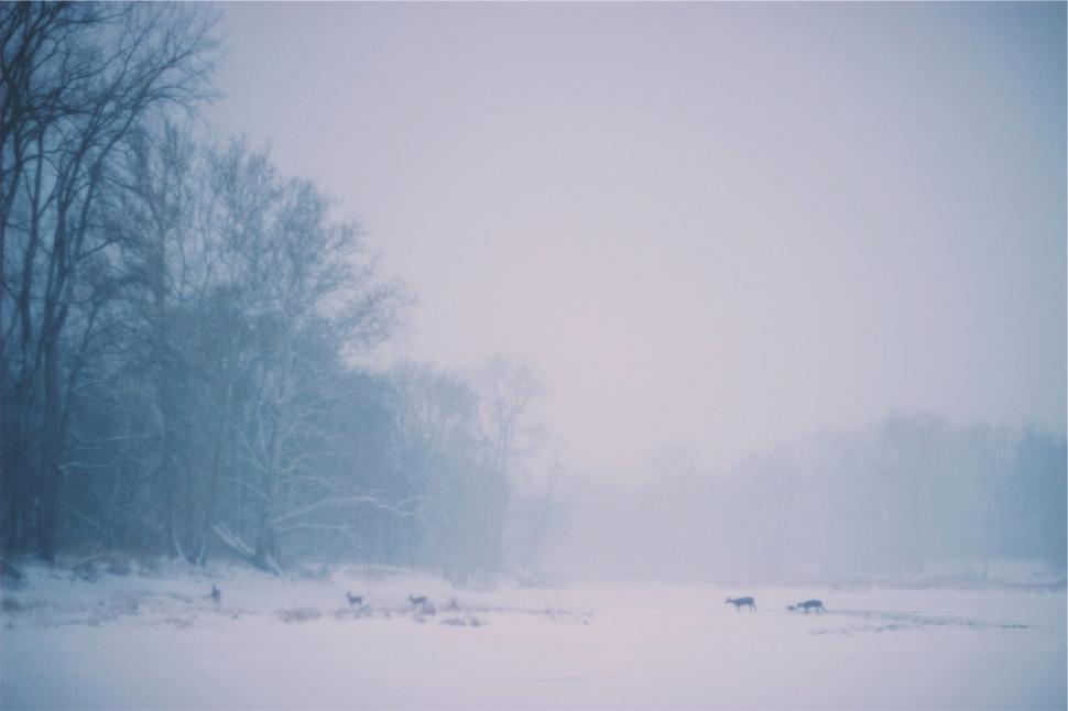 Free Image of Deer in a snowy forest scene with fog 