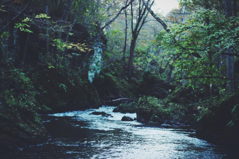 Free Image of Serene stream flowing through a lush forest 