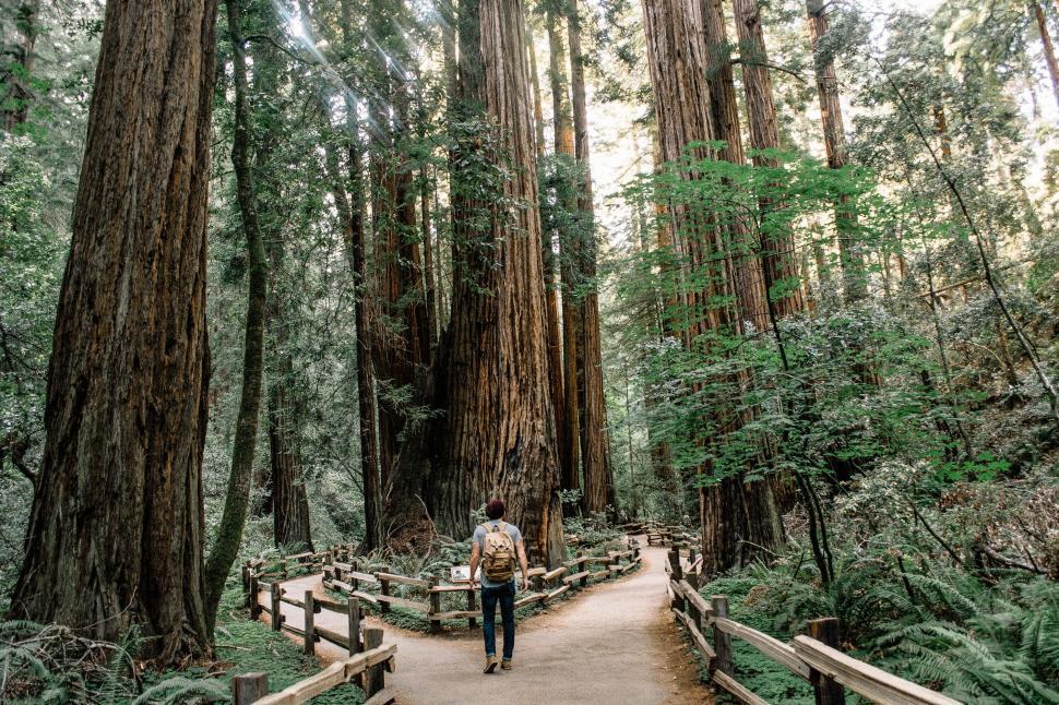 Free Image of Person walking in majestic redwood forest 
