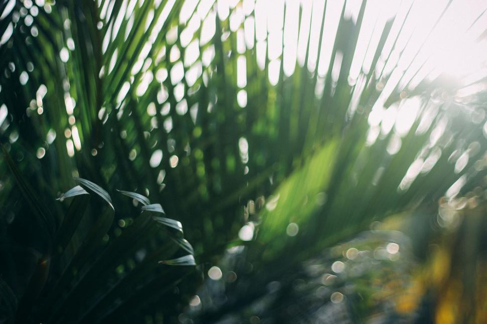 Free Image of Blurry palm leaves with natural bokeh effect 