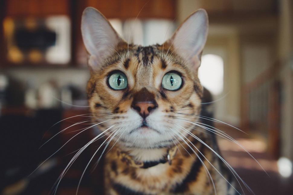 Free Image of Close-up of a Bengal cat with striking green eyes 