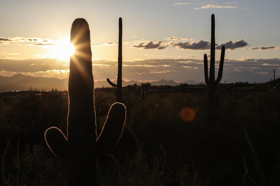 Free Image of Silhouette of cacti against desert sunset 