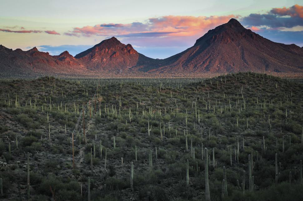 Free Image of Sunset glow over desert mountains and saguaro cactus forest 