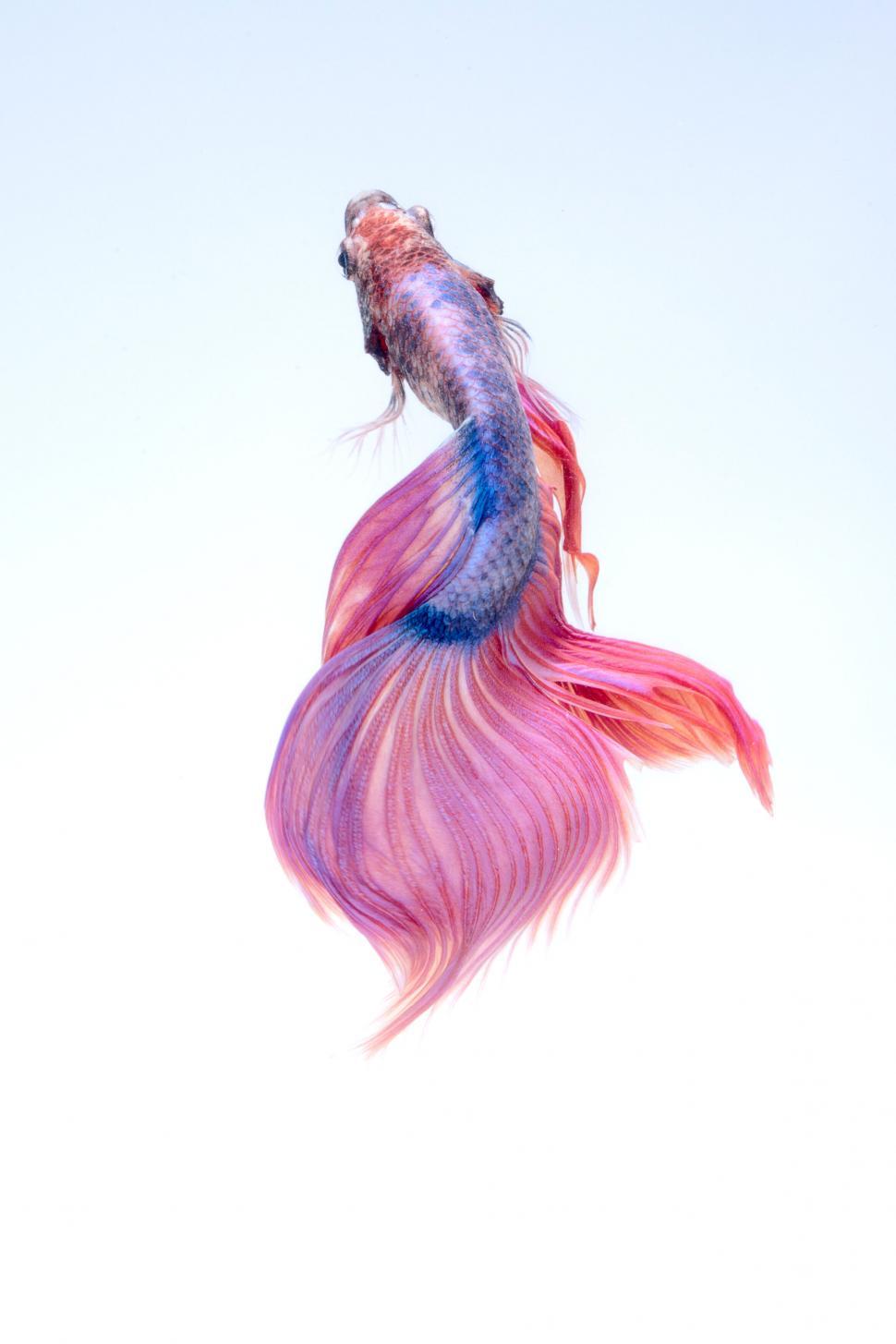 Free Image of Siamese fighting fish swimming gracefully 