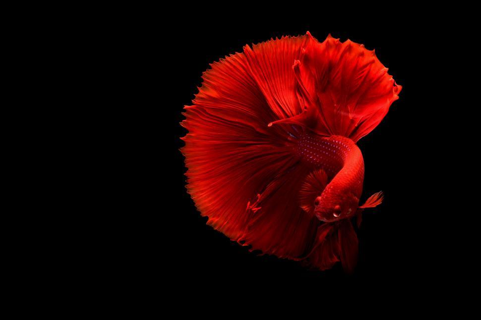 Free Image of Vibrant red Siamese fighting fish 