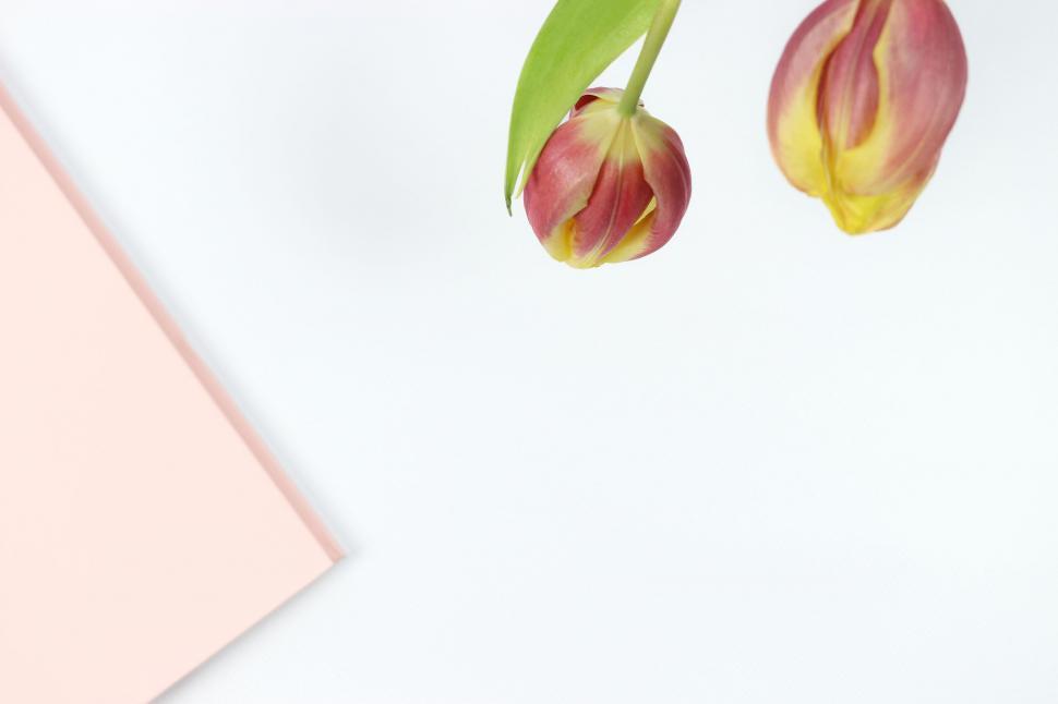 Free Image of Tulips leaning over pink edged paper 