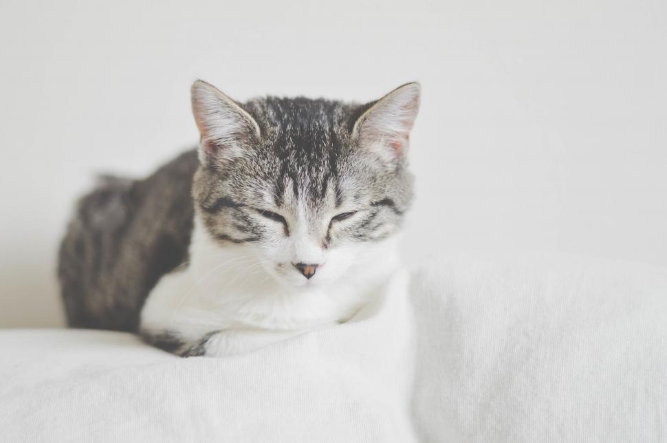 Free Image of Sleepy cat curled up on a white bedspread 