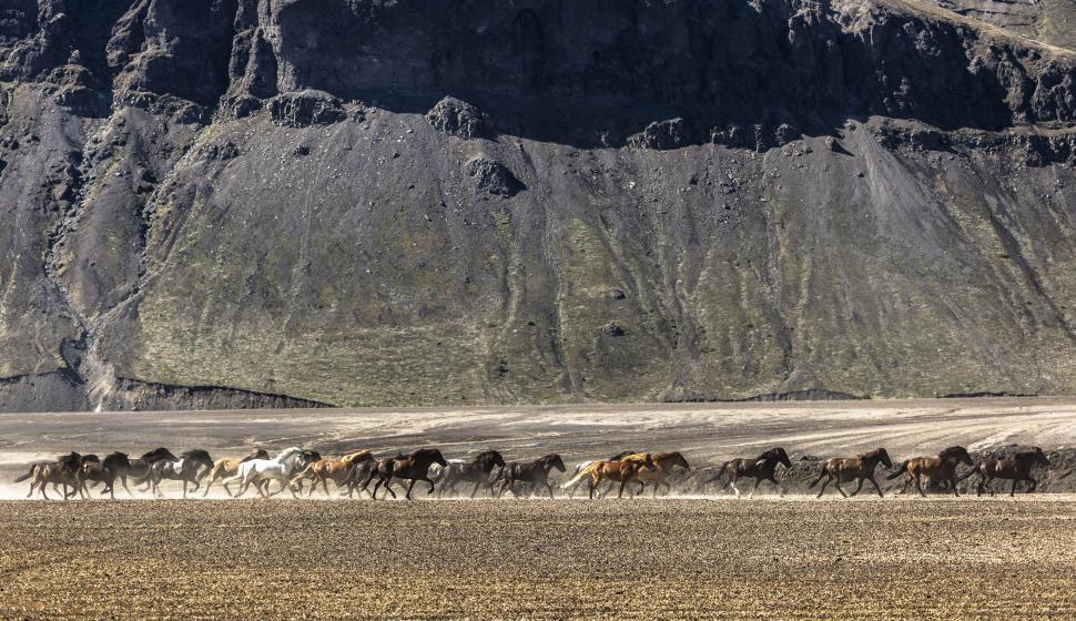 Free Image of A group of horses running on a dirt road 
