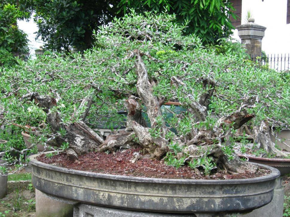 Free Image of Bonsai Tree in Pot in Garden 