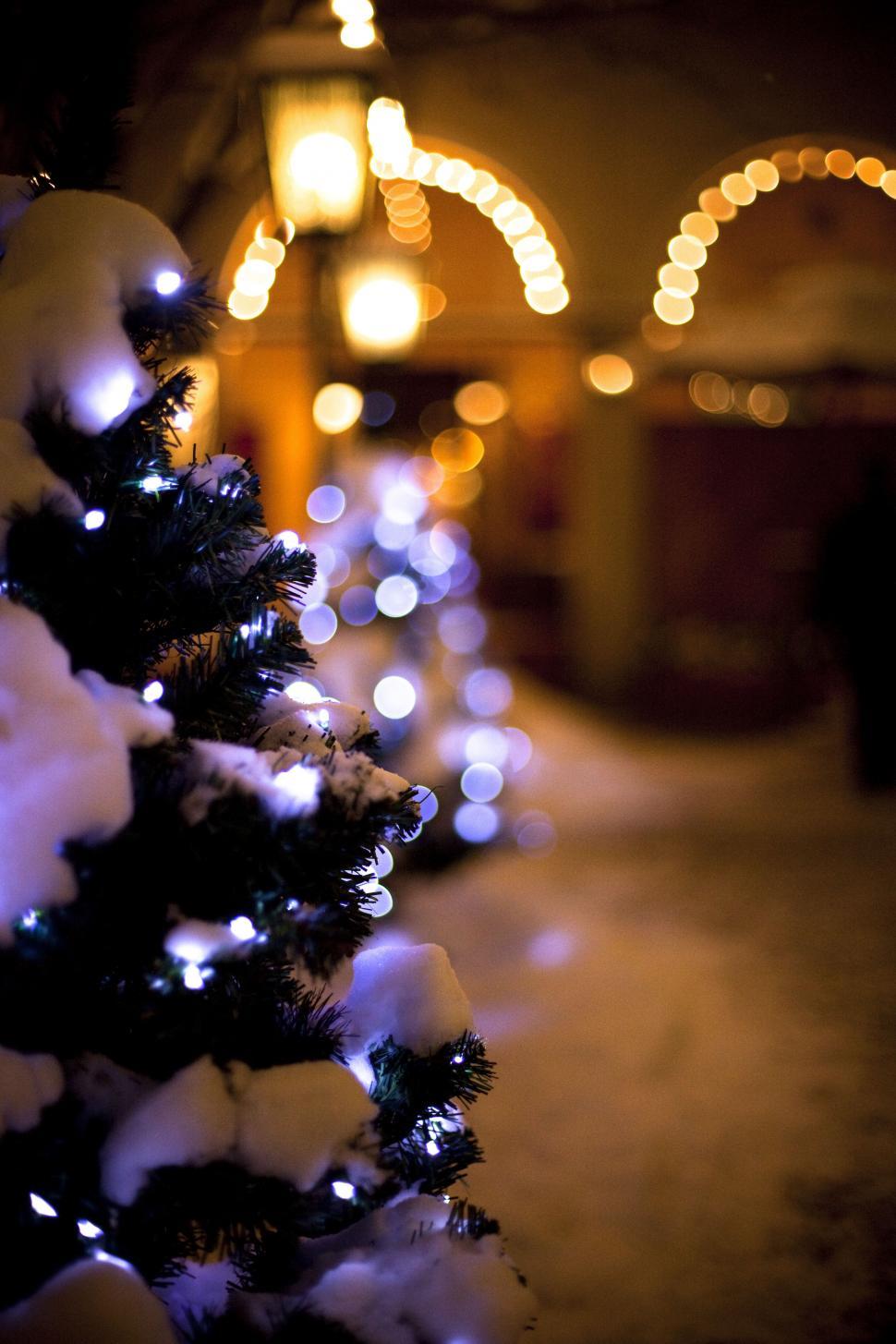 Free Image of A tree covered in snow with lights 