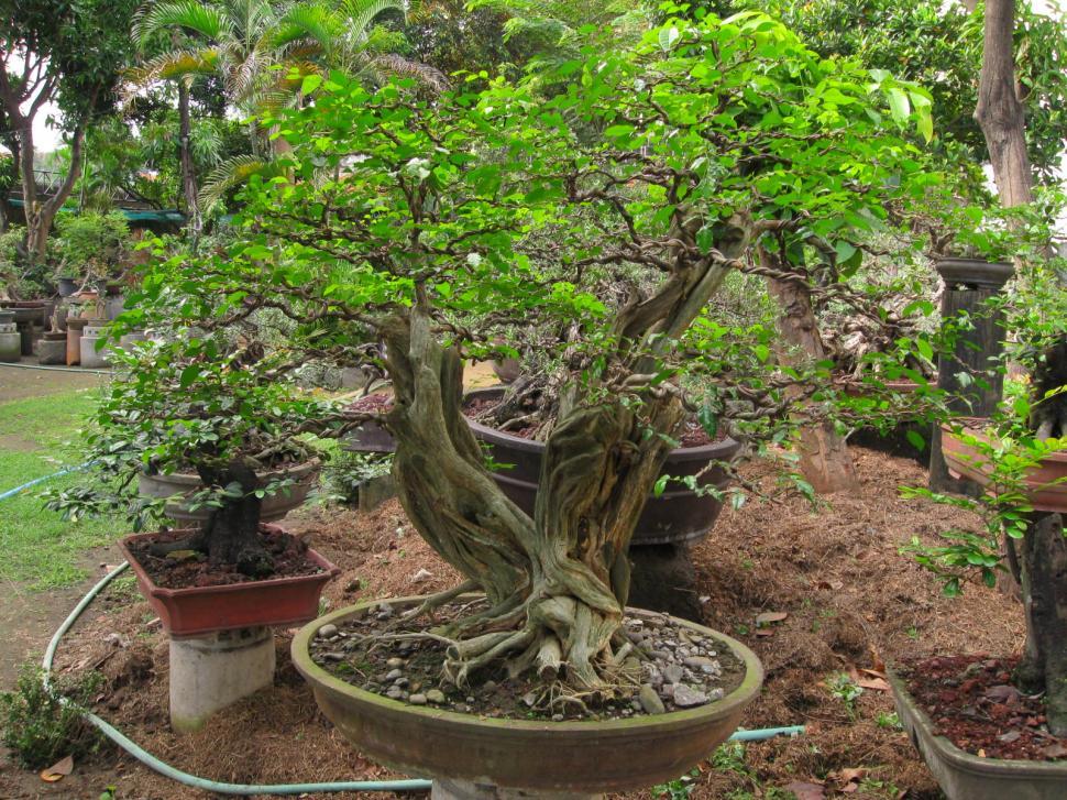 Free Image of Bonsai Tree in Pot in Garden 
