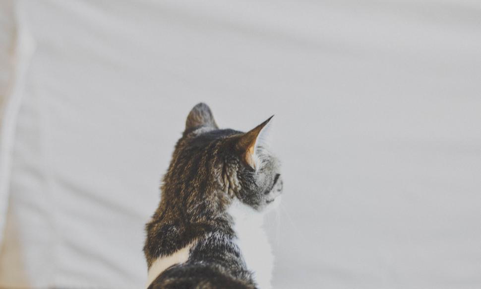 Free Image of Tabby cat gazing out of frame with soft focus 