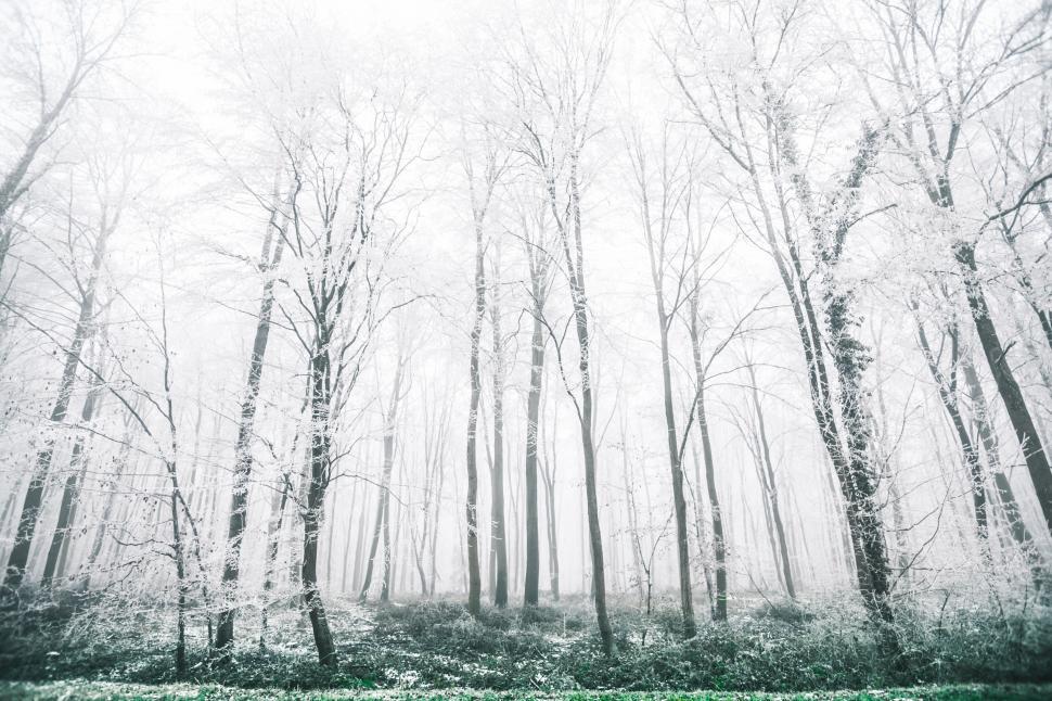 Free Image of Mysterious forest in a foggy winter scene 