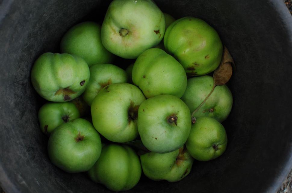 Free Image of Green apples in a bucket with one blurred section 