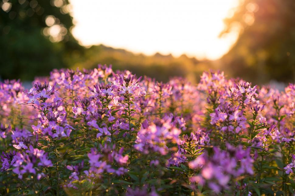 Free Image of Field of purple flowers at sunset 