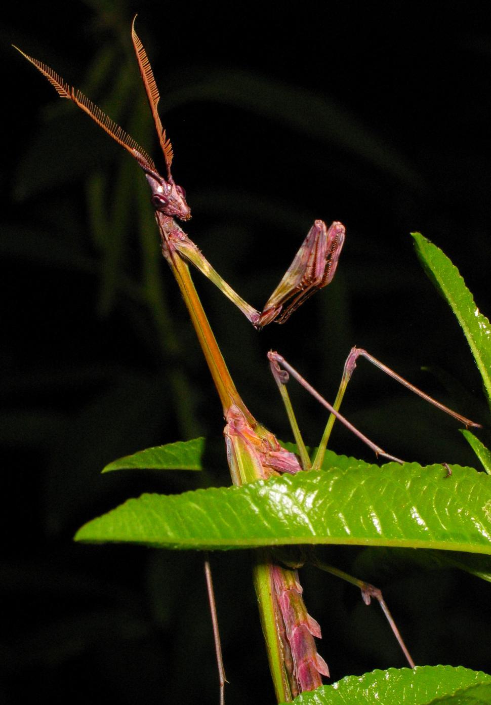 Free Image of Mantis 
