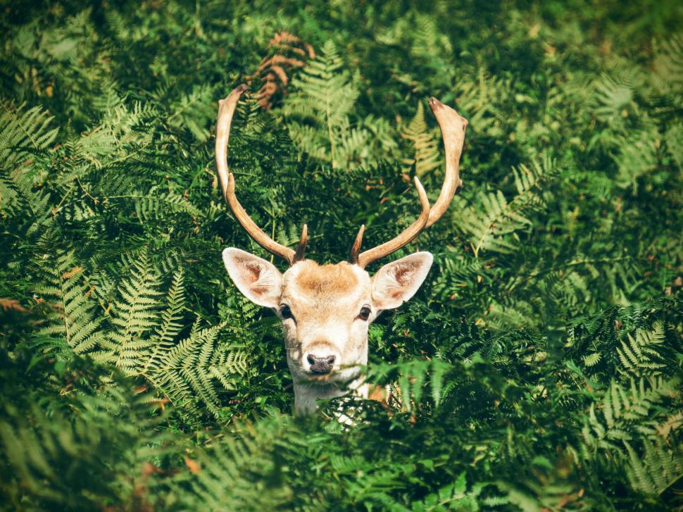 Free Image of Deer peering through the green ferns in the forest 