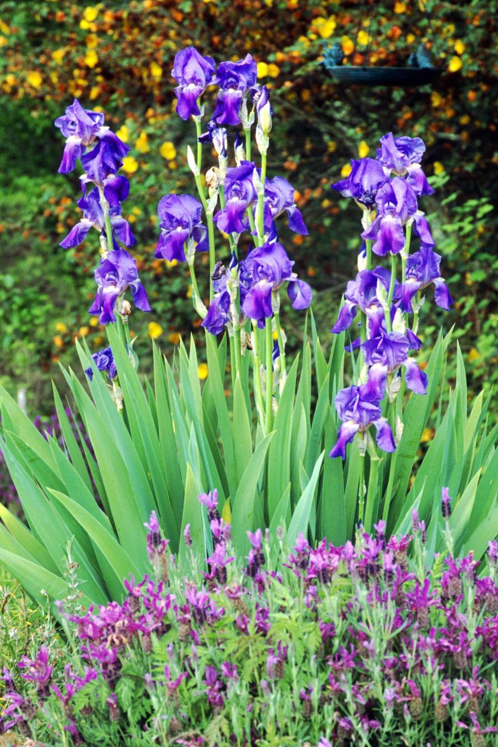 Free Image of iris flowers blooms purple blossoms plants garden 