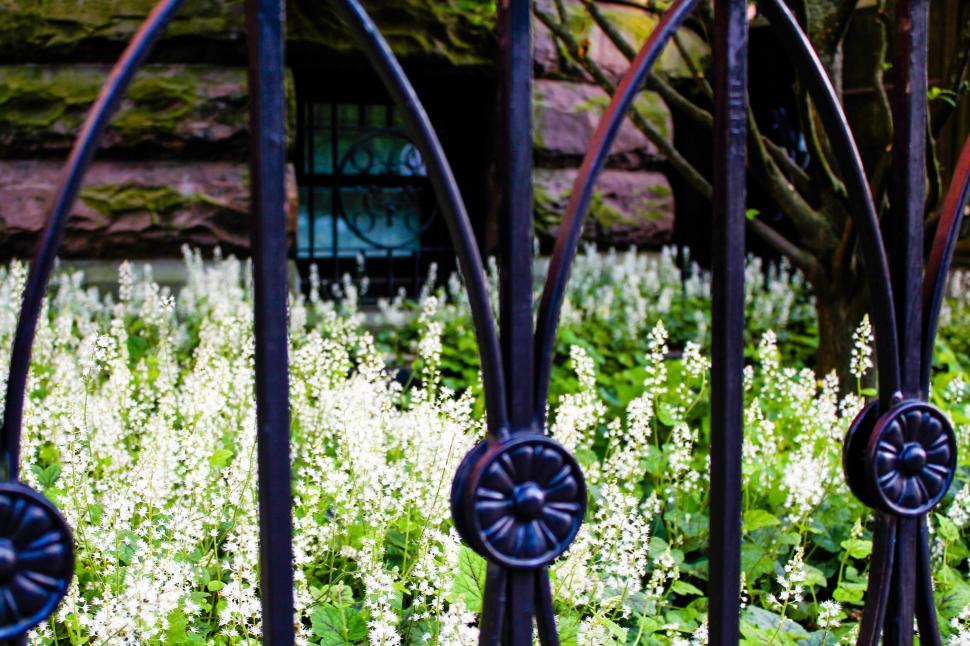 Free Image of White flowers behind black wrought iron fence 