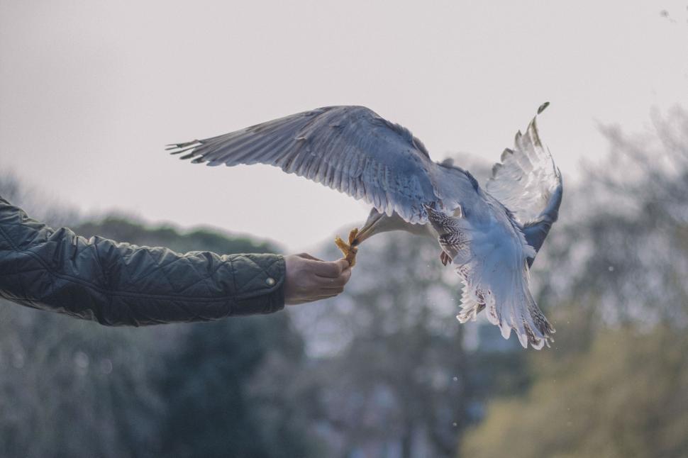 Free Image of Seagull taking food from human hand 